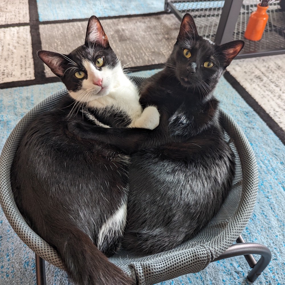 Two cats, a tuxedo and a black cat, curled up together in a round mesh cat bed